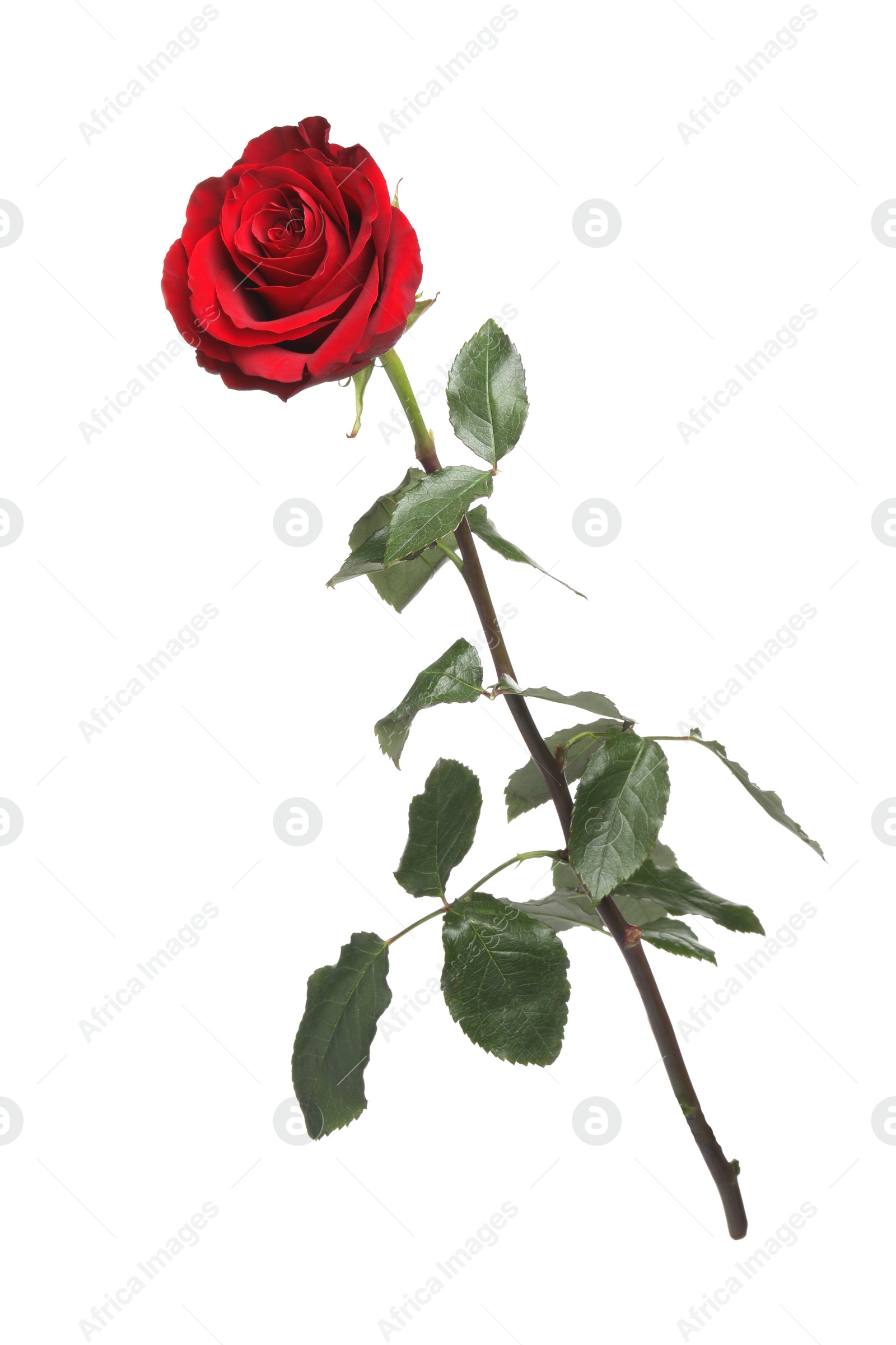 Photo of Beautiful fresh red rose isolated on white