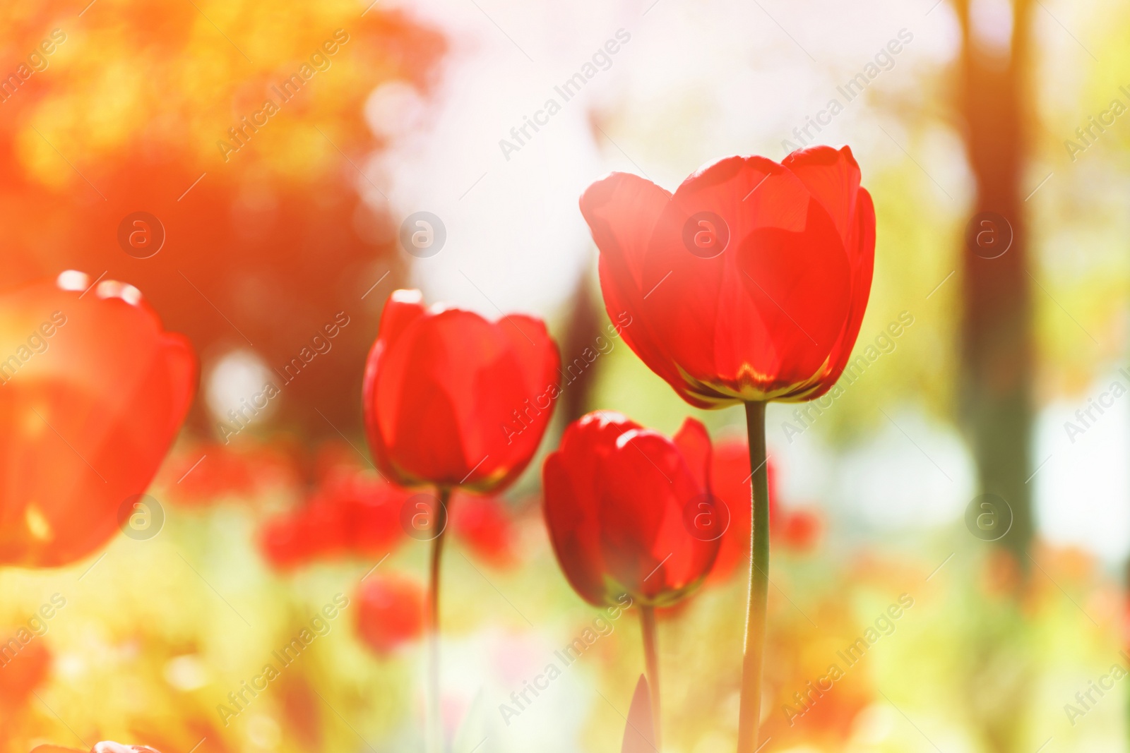 Image of Blossoming tulips outdoors on sunny spring day