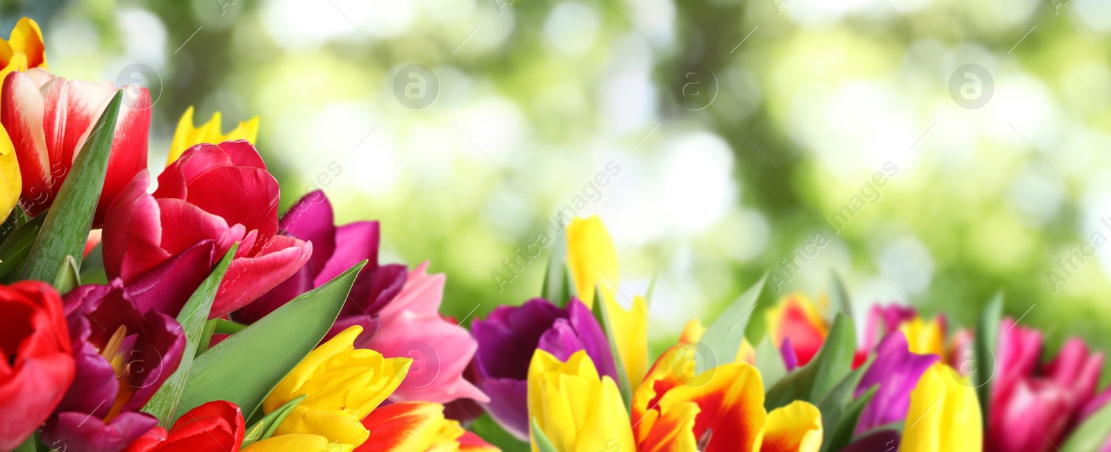 Image of Beautiful bright spring tulips on blurred green background, banner design