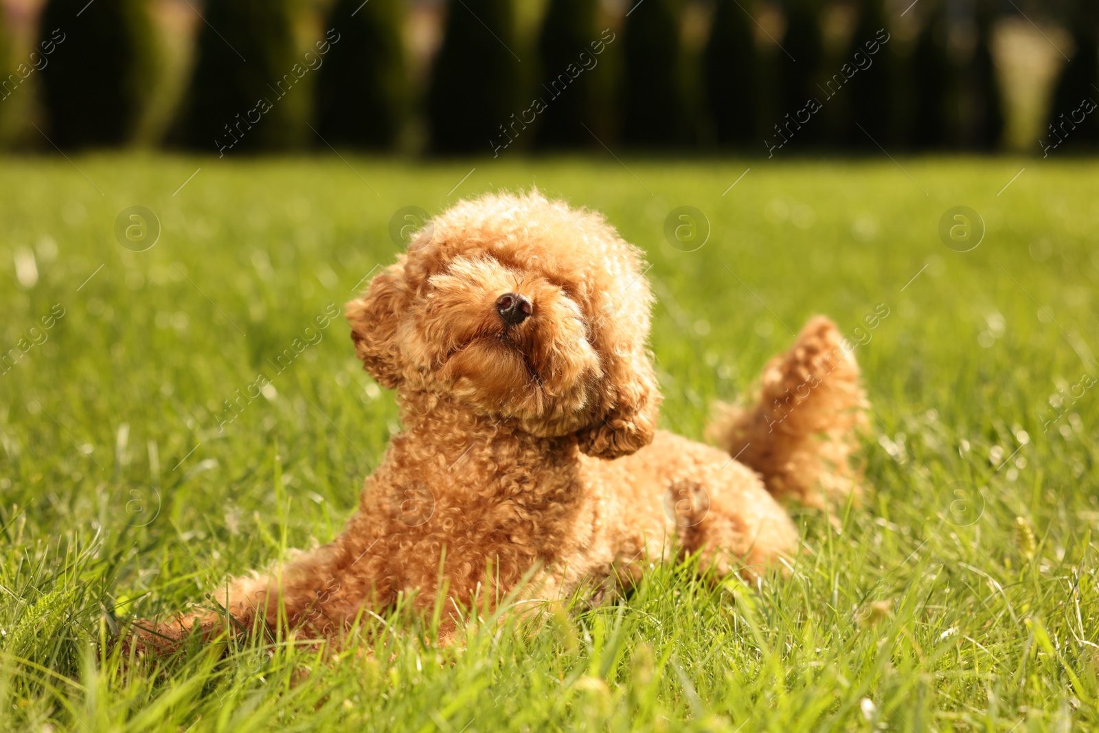 Photo of Cute Maltipoo dog on green lawn outdoors