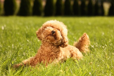 Photo of Cute Maltipoo dog on green lawn outdoors