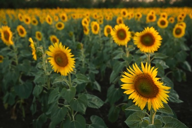 Beautiful view of field with yellow sunflowers at sunset