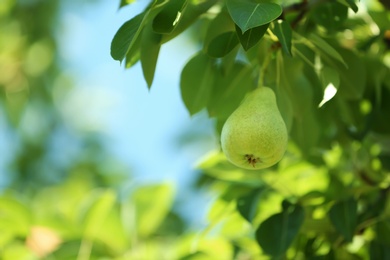 Photo of Ripe juicy pear on tree branch in garden