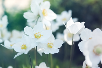 Photo of Beautiful blossoming Japanese anemone flowers outdoors on spring day