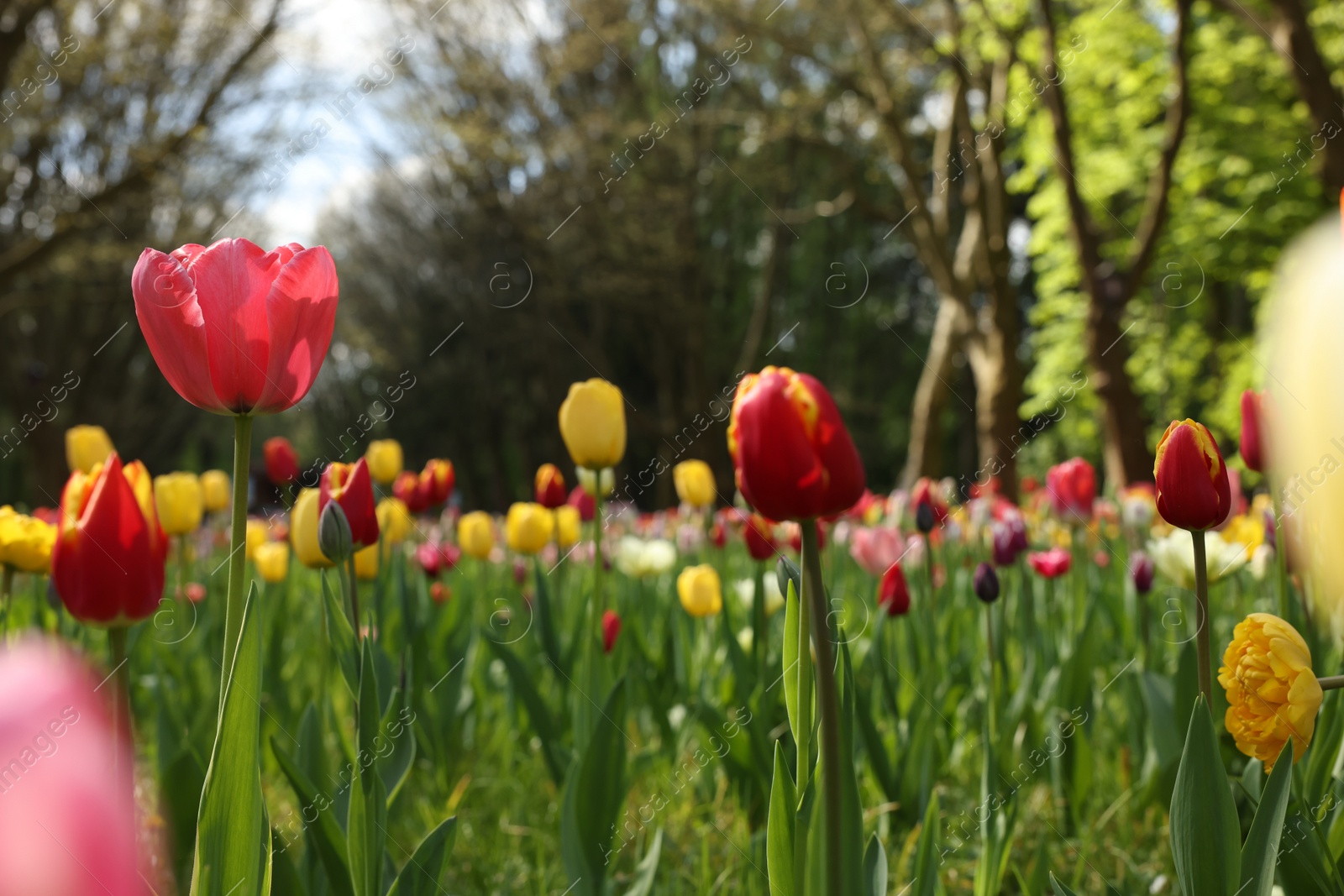 Photo of Beautiful bright tulips growing outdoors on sunny day, closeup