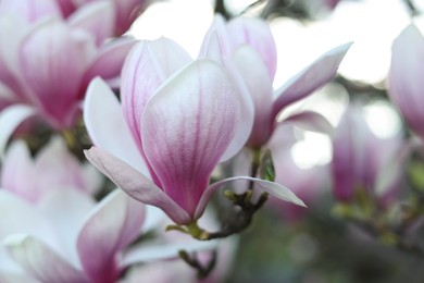 Photo of Magnolia tree with beautiful flowers outdoors, closeup. Awesome spring blossoms