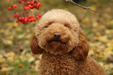 Photo of Cute fluffy dog in autumn park, closeup view