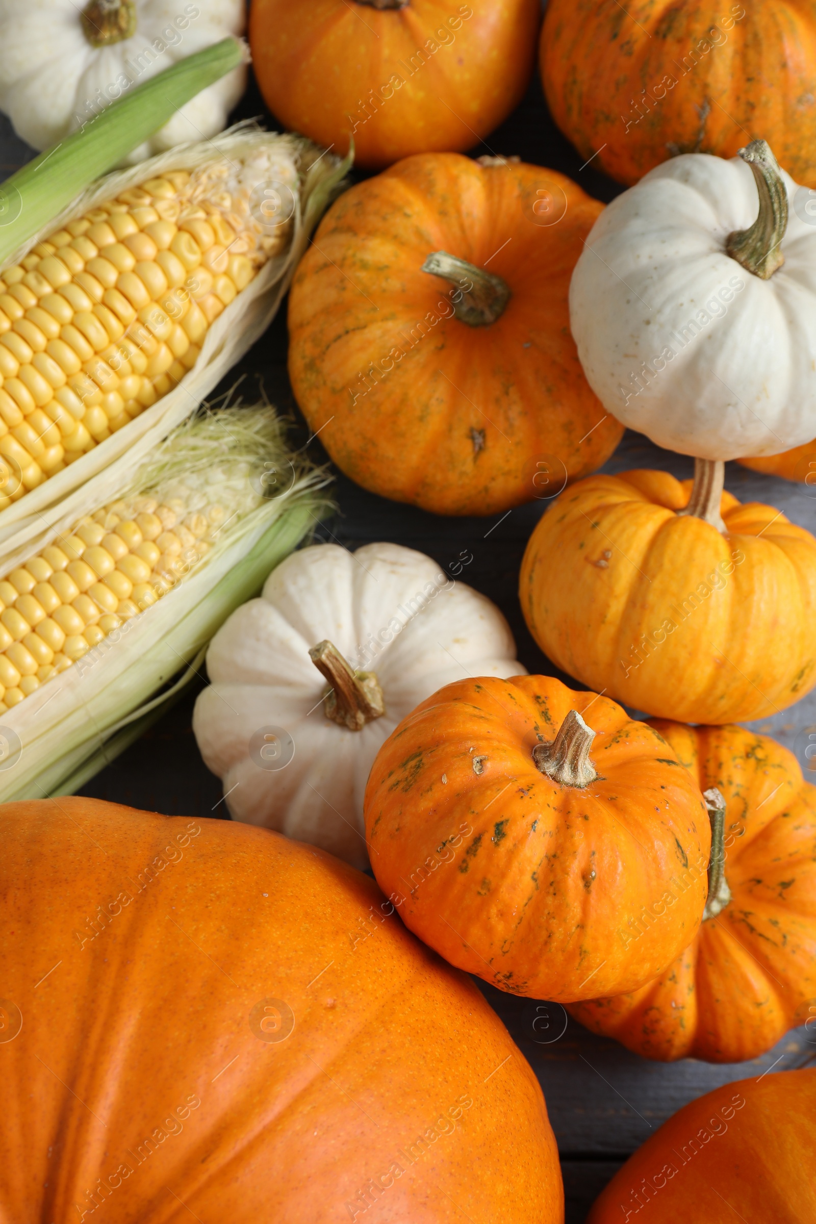 Photo of Thanksgiving day. Pumpkins and corn cobs on grey wooden table, closeup