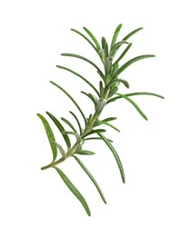 Photo of Sprig of fresh rosemary isolated on white