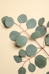 Photo of Eucalyptus branch with fresh green leaves on beige background, top view