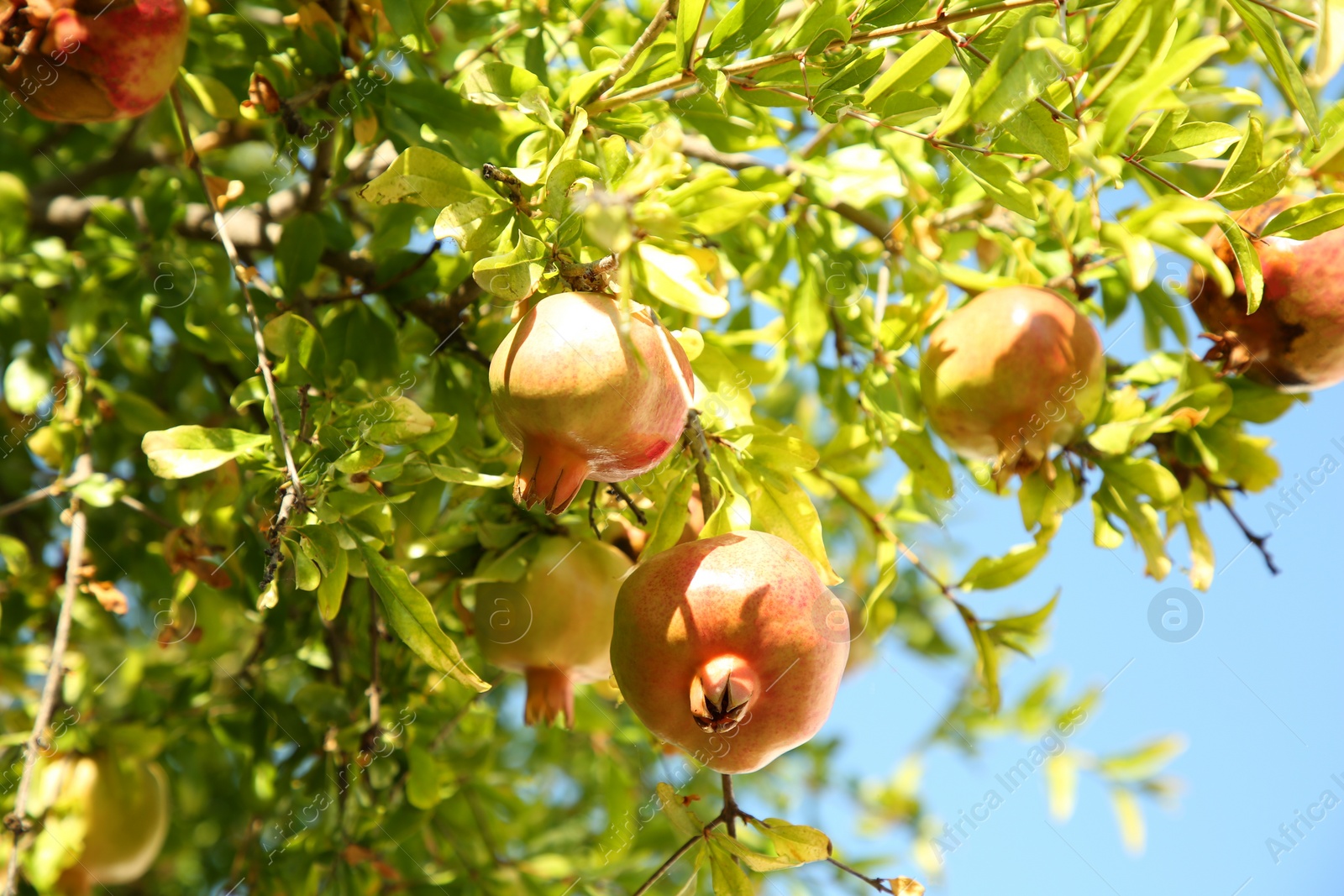 Photo of Pomegranate tree with unripe fruits growing on sunny day