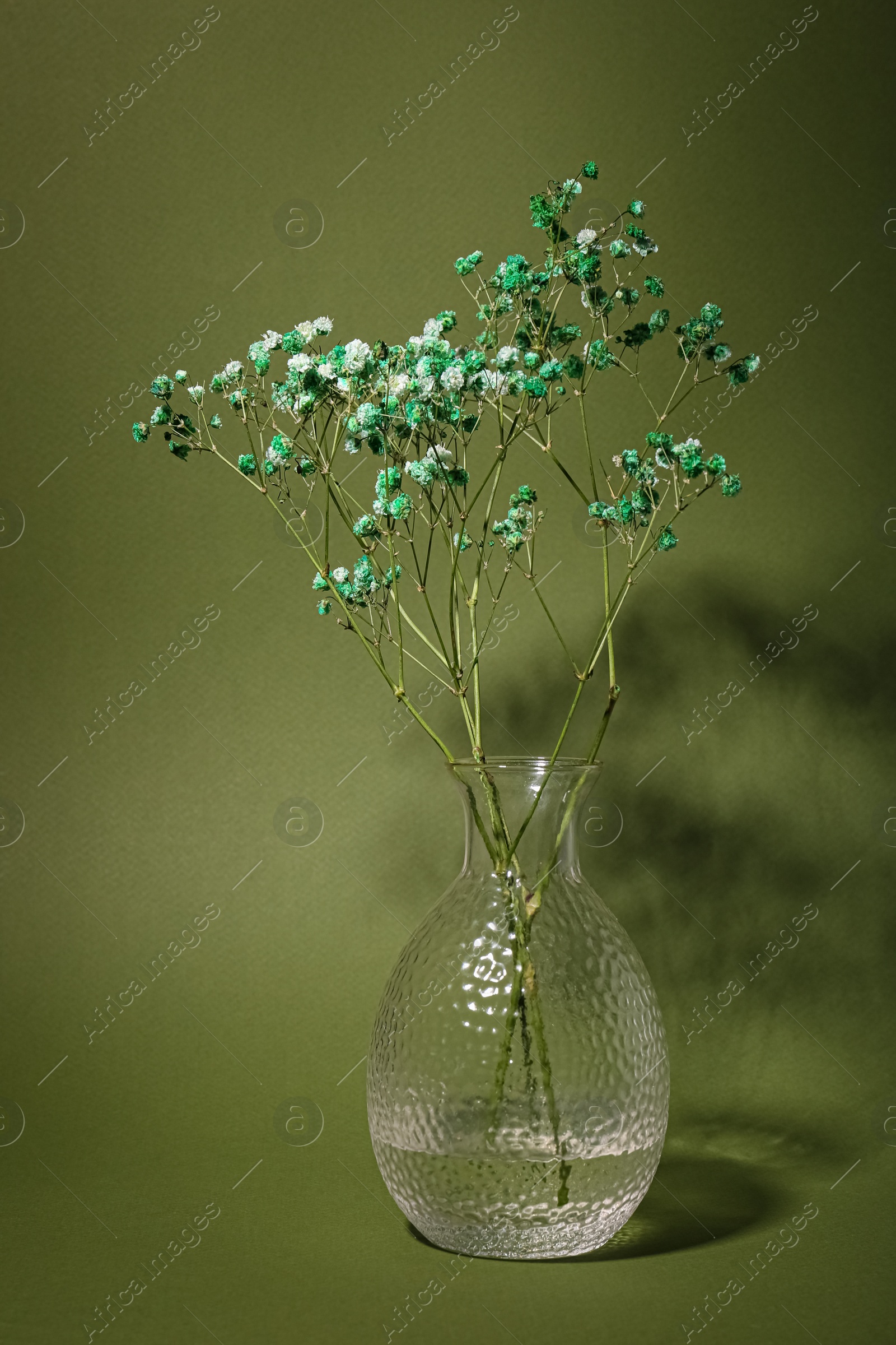 Photo of Beautiful gypsophila flowers in vase on green background