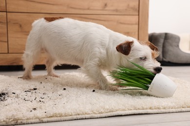 Cute dog near overturned houseplant on rug indoors