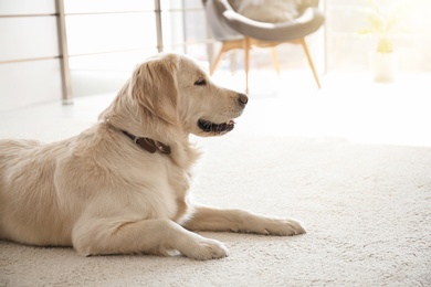 Photo of Cute dog lying on carpet at home
