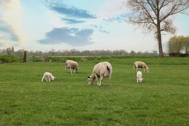 Cute funny sheep grazing on green field