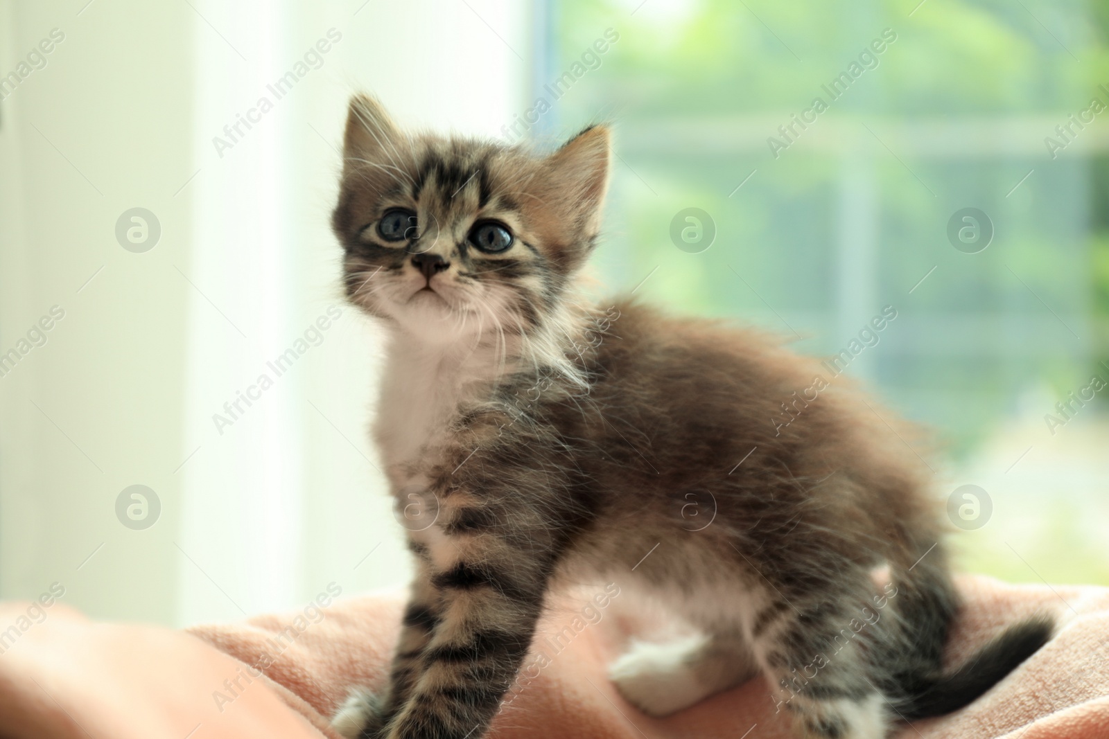 Photo of Cute little striped kitten on soft blanket at home