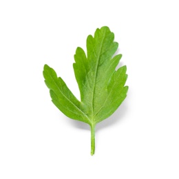 Fresh green organic parsley on white background