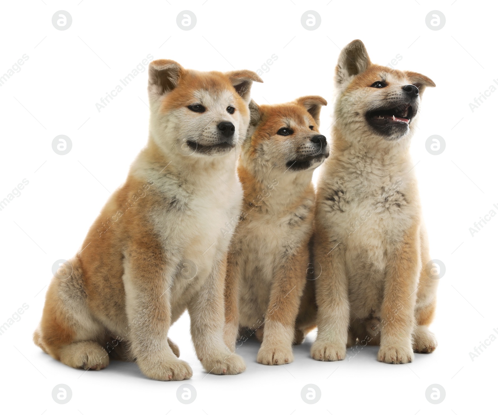 Photo of Cute akita inu puppies isolated on white