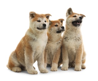 Photo of Cute akita inu puppies isolated on white