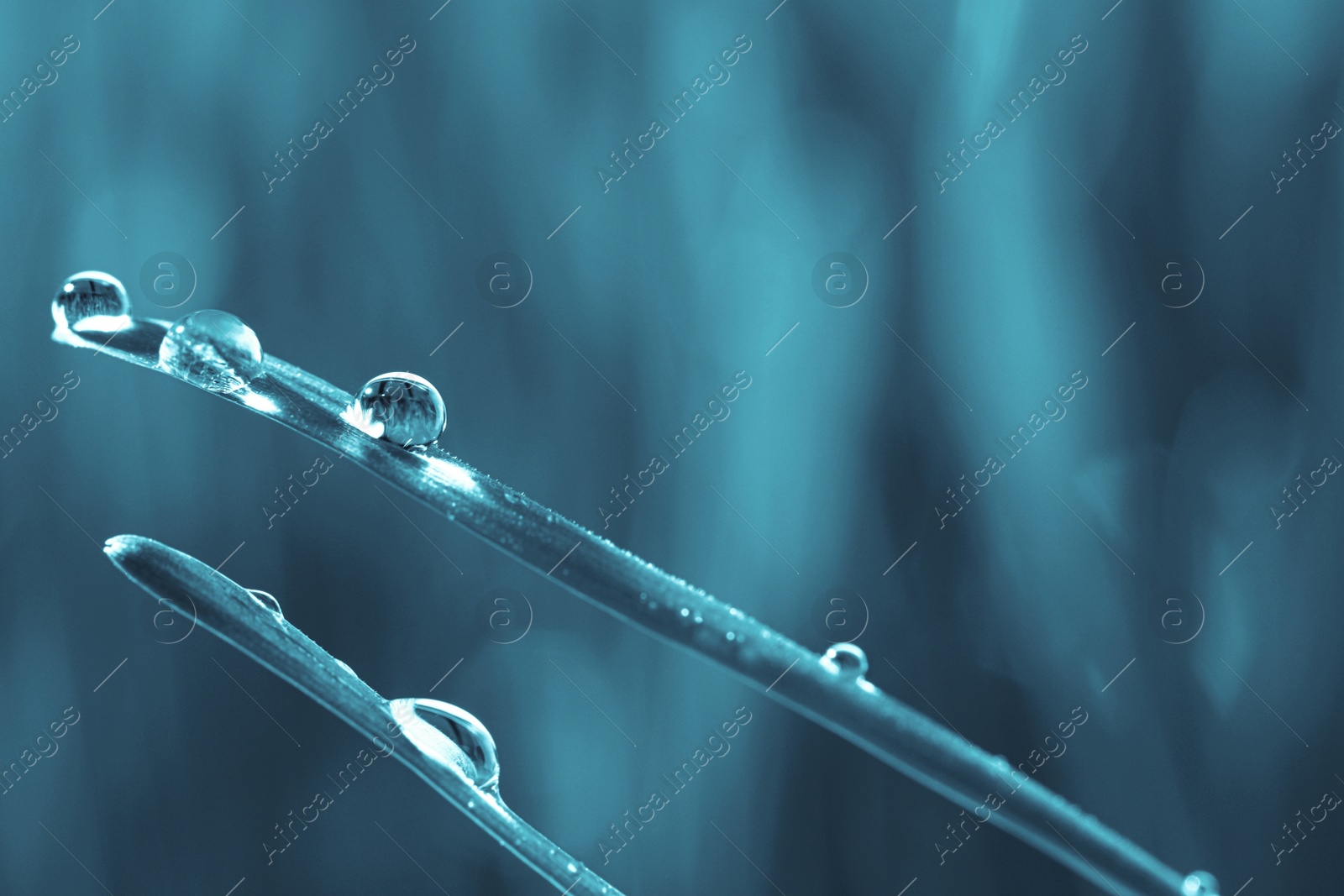 Image of Water drops on grass blades against blurred background, closeup. Blue tone