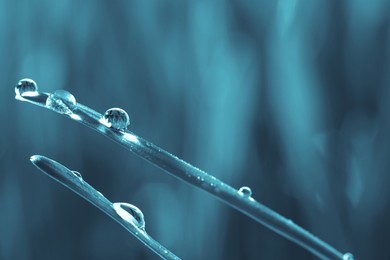 Water drops on grass blades against blurred background, closeup. Blue tone