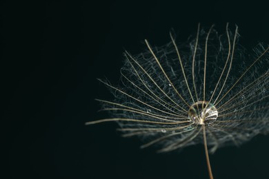 Seed of dandelion flower with water drops on black background, closeup. Space for text