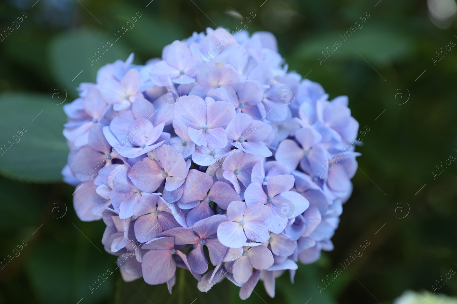 Photo of Beautiful hortensia flower growing in park, closeup