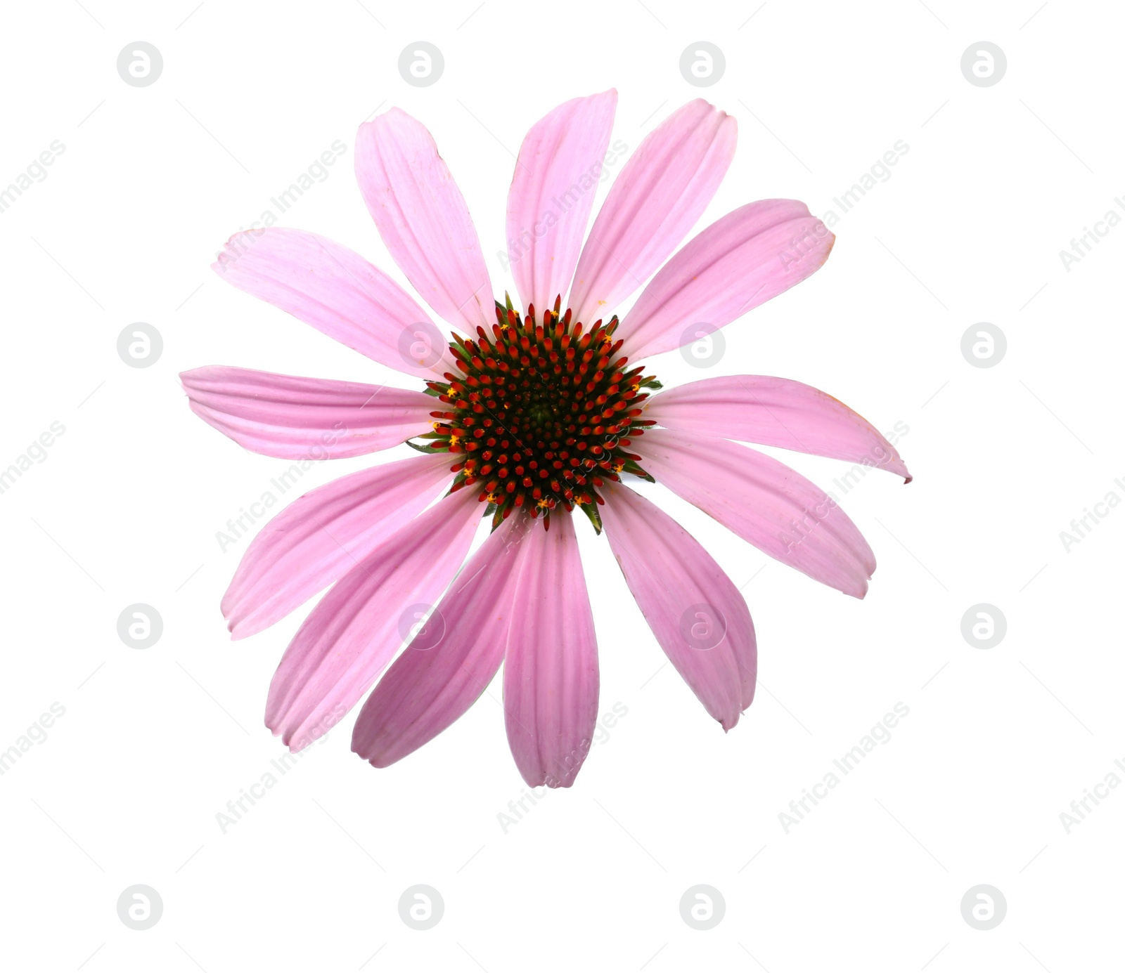 Photo of Beautiful blooming echinacea flower isolated on white