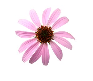 Photo of Beautiful blooming echinacea flower isolated on white