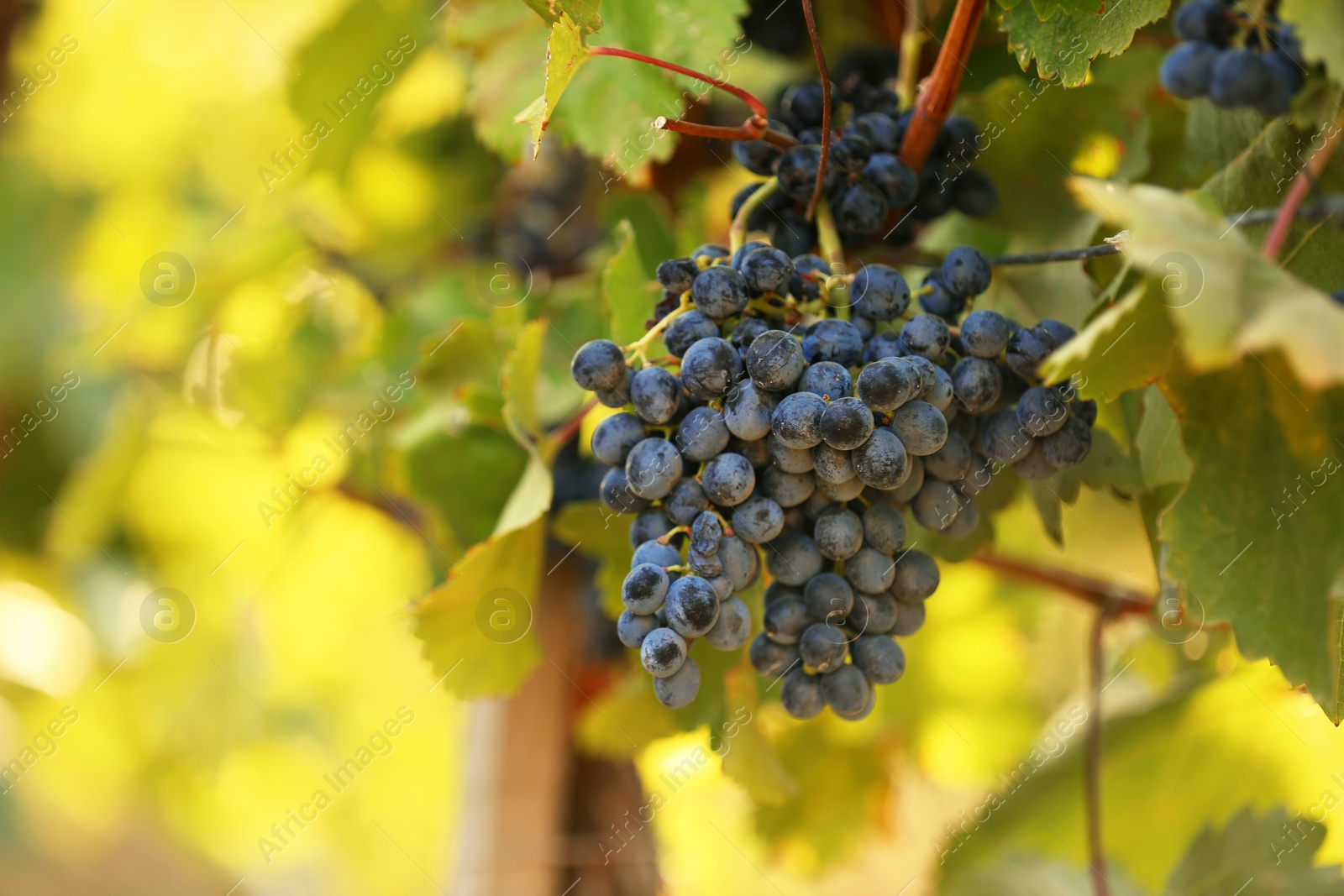 Photo of Fresh ripe juicy grapes growing on branches in vineyard