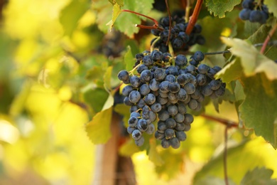 Photo of Fresh ripe juicy grapes growing on branches in vineyard