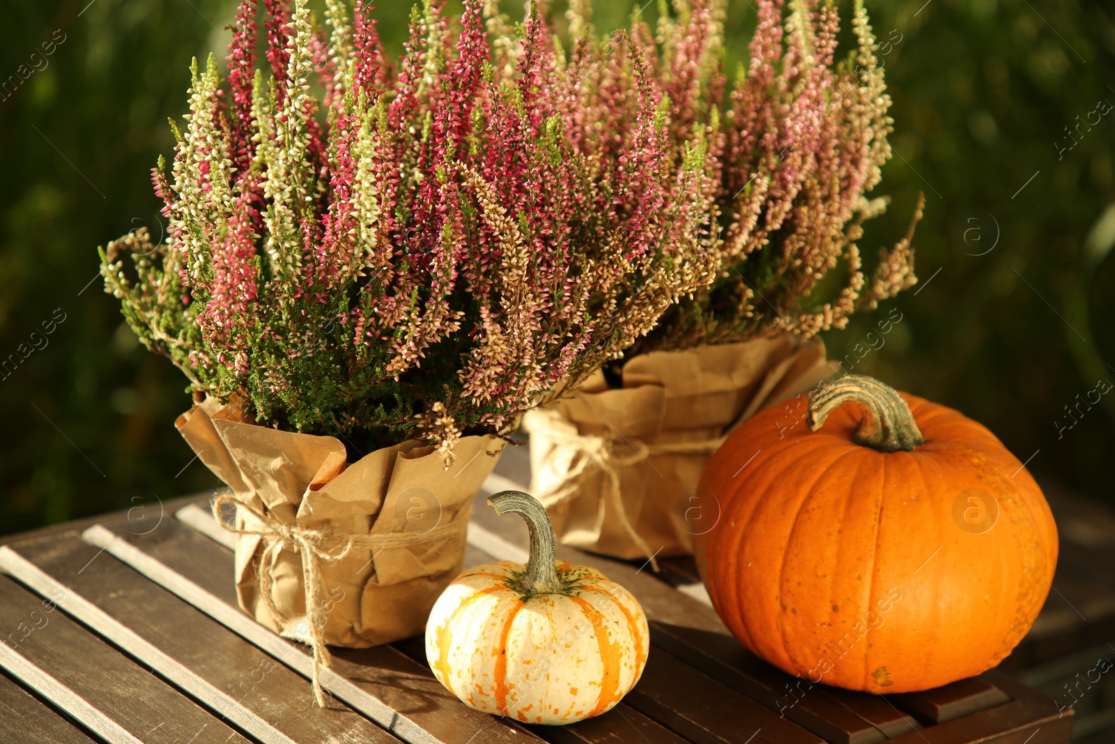 Photo of Beautiful heather flowers in pots and pumpkins on wooden table outdoors