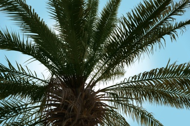 Photo of Palm with lush green foliage on sunny day