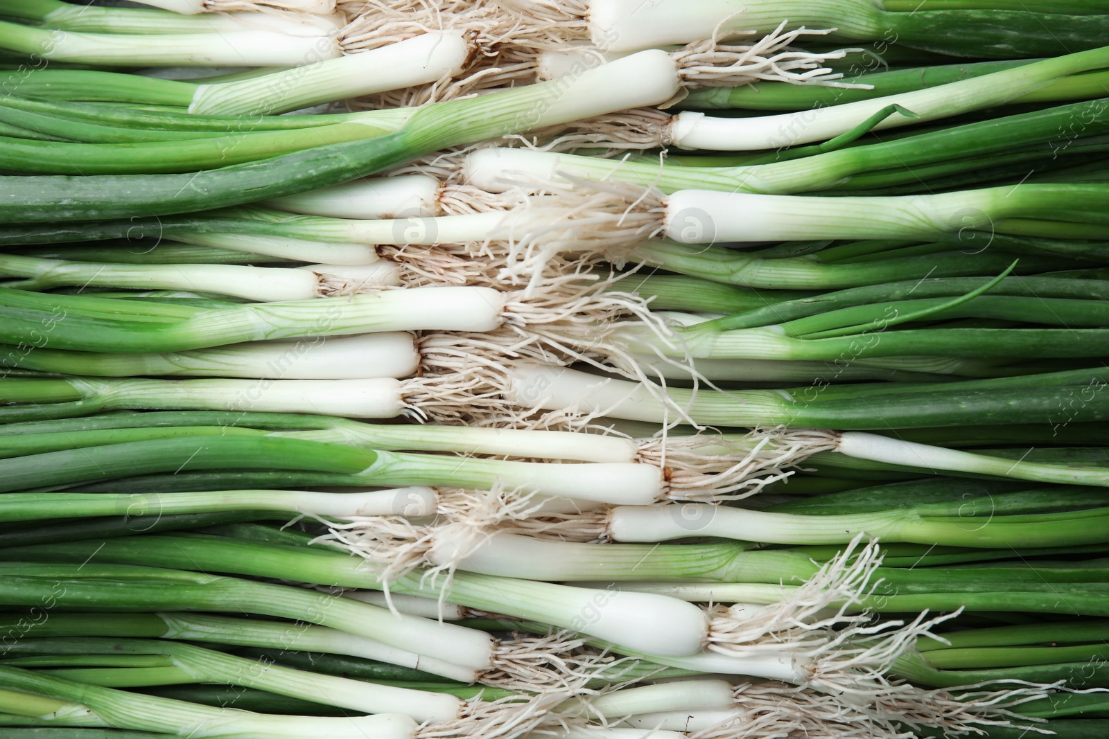 Photo of Fresh green onion as background