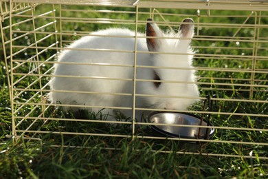 Photo of Cute fluffy rabbit in cage on sunny day. Farm animal