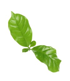 Photo of Leaves of coffee plant on white background