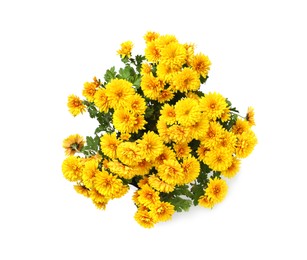 Beautiful yellow Chrysanthemum flowers isolated on white, top view