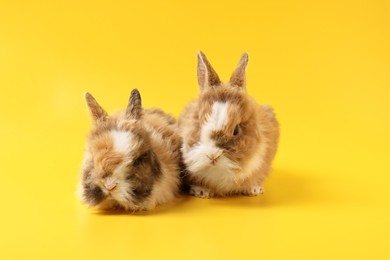 Photo of Cute little rabbits on yellow background. Adorable pet