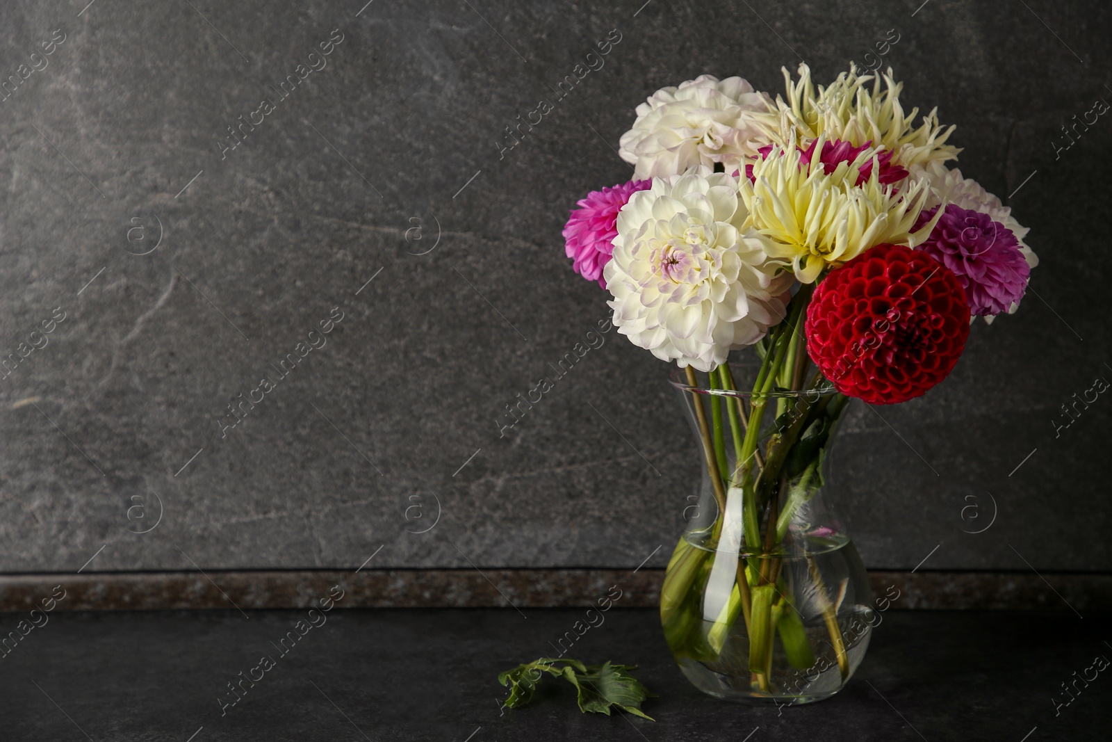 Bouquet of beautiful Dahlia flowers in vase on black table near grey wall. Space for text Photo of Bouquet of beautiful Dahlia flowers in vase on black table near grey wall. Space for text