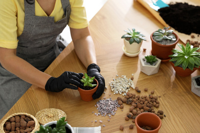 Photo of Woman potting succulent plant on wooden table at home, closeup. Engaging hobby