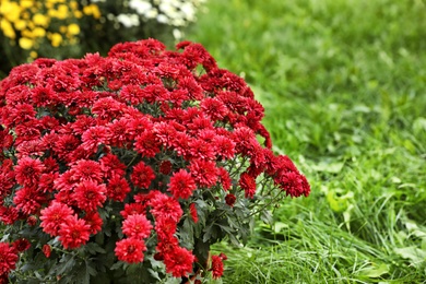 Photo of Beautiful blooming Chrysanthemum bushes outdoors. Autumn flowers