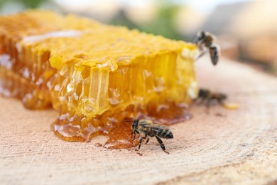 Photo of Piece of fresh honeycomb with bees on wood stump against blurred background, closeup