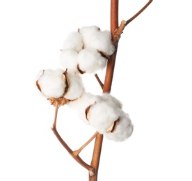Photo of Beautiful fluffy cotton flowers on white background