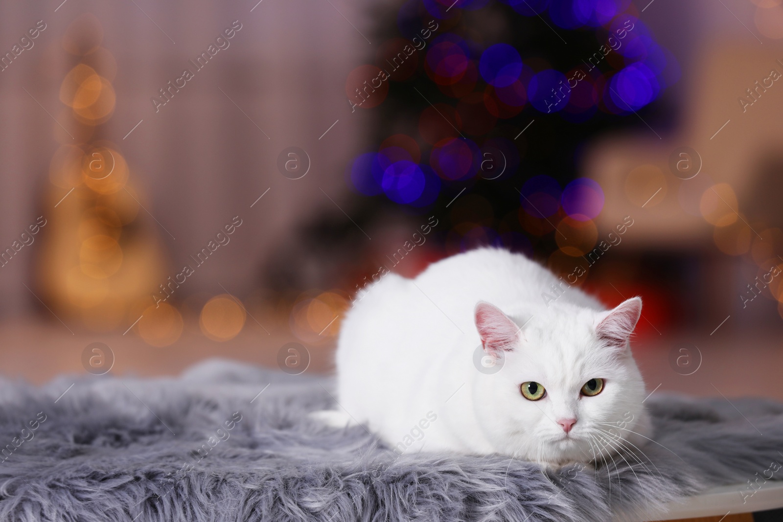 Photo of Christmas atmosphere. Cute cat lying on fur rug indoors. Space for text