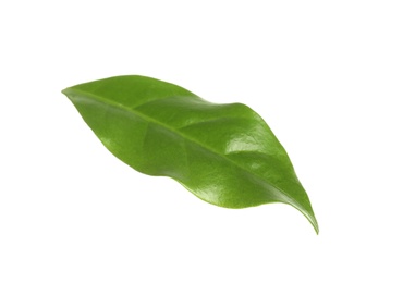 Photo of Fresh green coffee leaf isolated on white