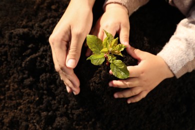 Photo of Mother and daughter planting young tree in soil, top view