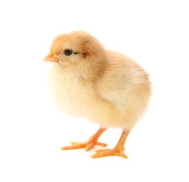 One cute chick isolated on white. Baby animal