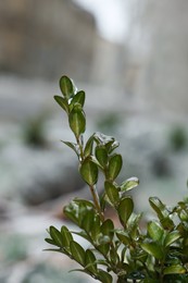 Photo of Bush with green leaves in ice glaze outdoors on winter day, closeup