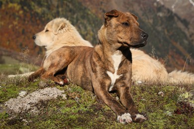 Photo of Adorable dogs in mountains on sunny day