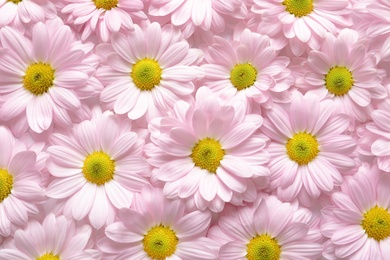 Photo of Beautiful chamomile flowers as background, top view